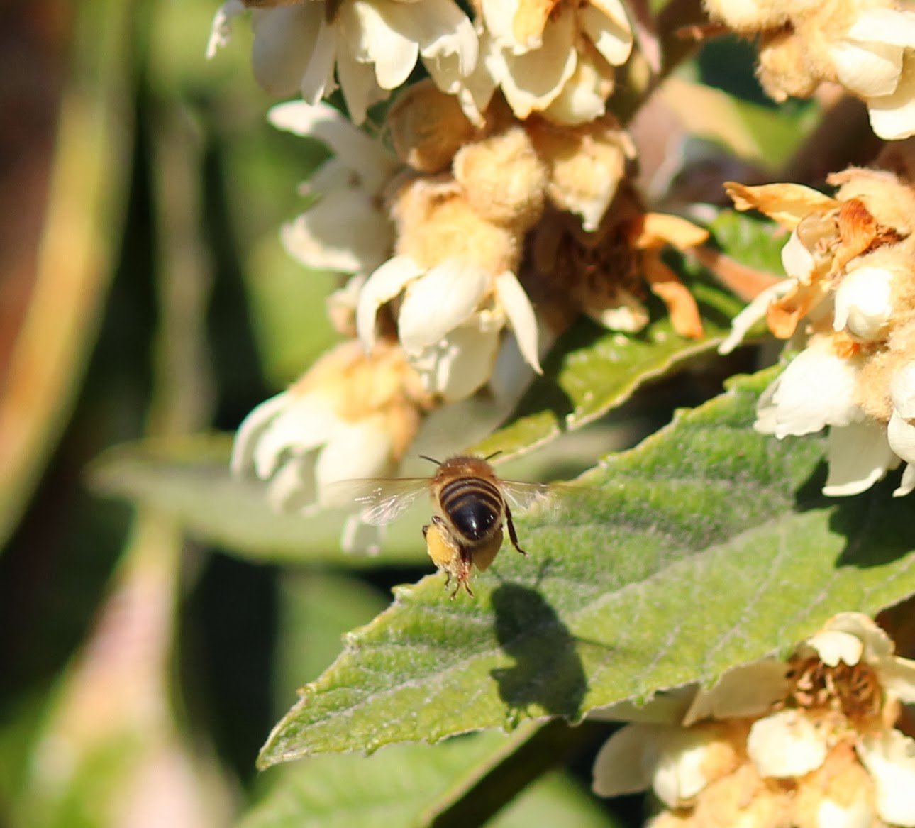 abeja nisperos