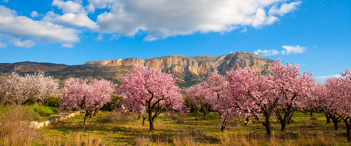 almendros en flor javea-1