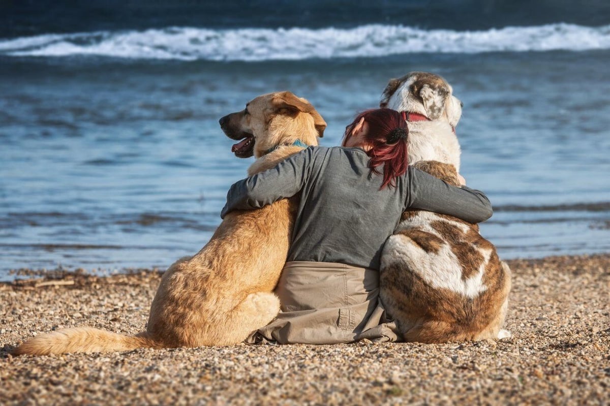 beach-dog-friendship_5e8d702bad65c_1930x830r