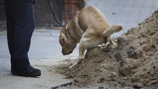 hond uitwerpsel