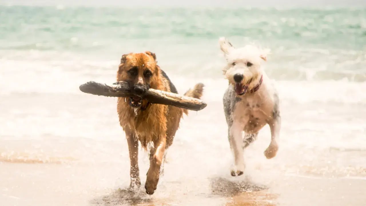 honden met stok in water-1