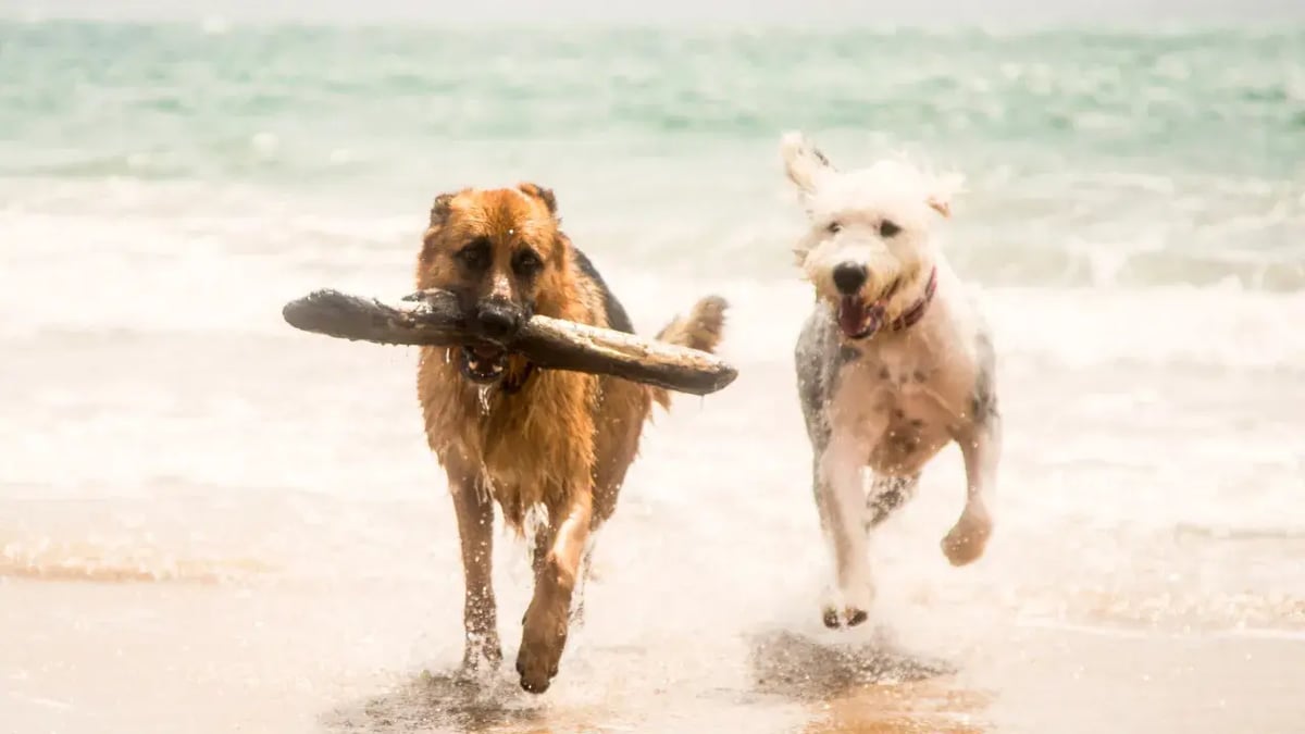 honden met stok in water-1