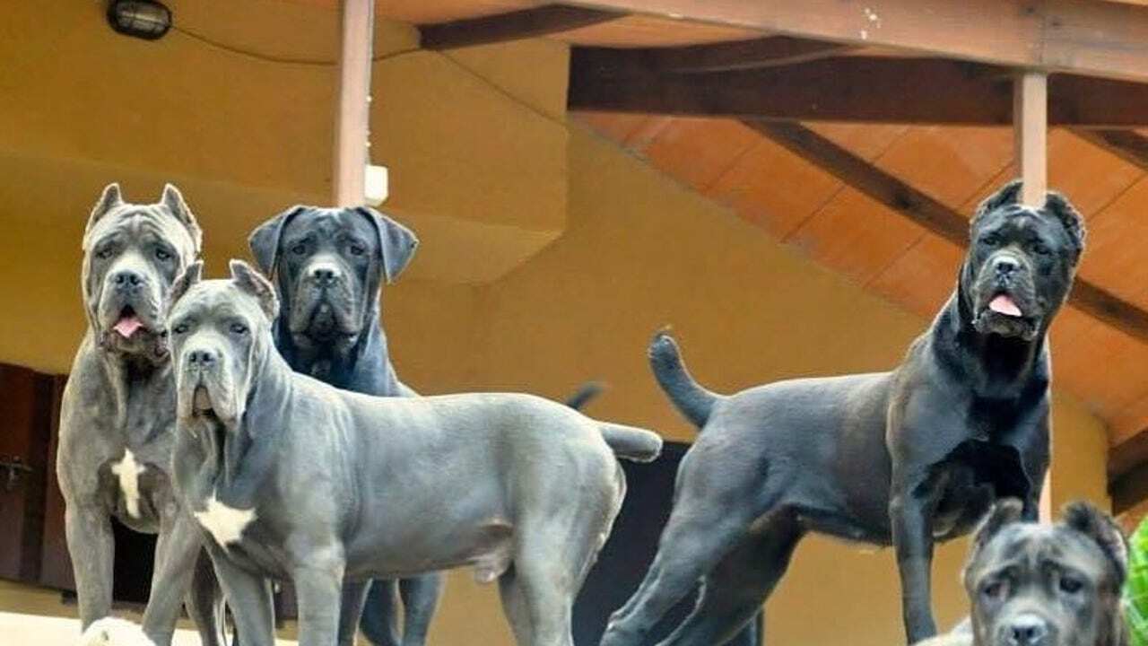 honden-corso-cane_69
