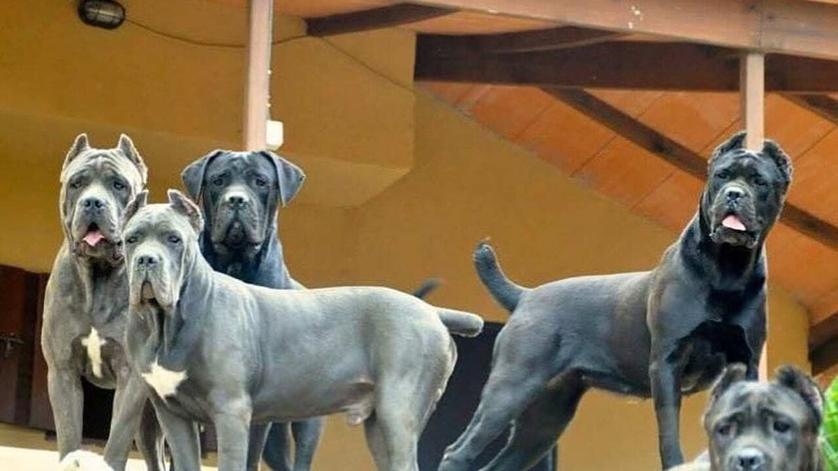honden-corso-cane_69