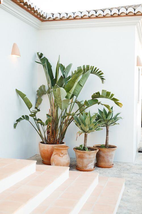 planten terracotta pot