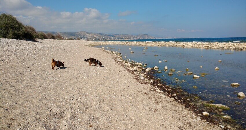 playa-para-perros-en-campello-punta-del-riu