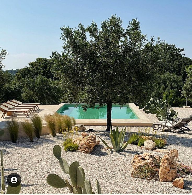 tuin cactus